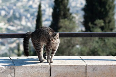 A lone, isolated, feral street cat arches its back and enlargens its tail as a defense mechanism to ward off a threat of danger.