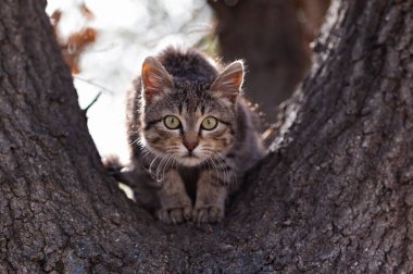 Geniş gözlü, vahşi, gri ve siyah, büyük sarı gözlü kaplan çizgili kedi yavrusu, büyük bir ağaç dalındaki bir levrekten korkuyla bakıyor.. 