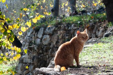 Yetişkin, kızıl, sırtı dönük yabani kedi sarı yapraklarla çevrili güneşli çimenli bir terasta oturuyor.. 