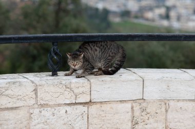 A black and grey, tiger stripe, feral street cat arches its back and points its ears as a defense mechanism to ward off a threat.