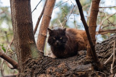 Yumuşak kahverengi ve siyah, vahşi, Kudüs sokak kedisi, büyük sarı gözlü, büyük bir ağacın dibinde bir levrek üzerinde oturuyor.. 