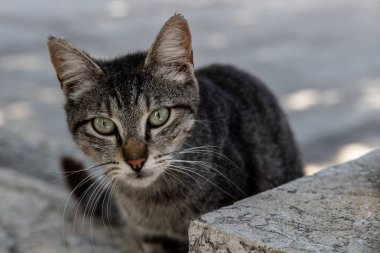 Closeup of the face of a grey and black, tiger stripe, feral cat with large glassy, green eyes.