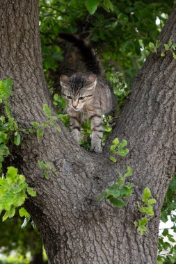 Genç, gri ve siyah, kaplan çizgili yaban kedisi kalın bir ağaç gövdesinin tabanındaki tüneğe tırmanıyor.. 