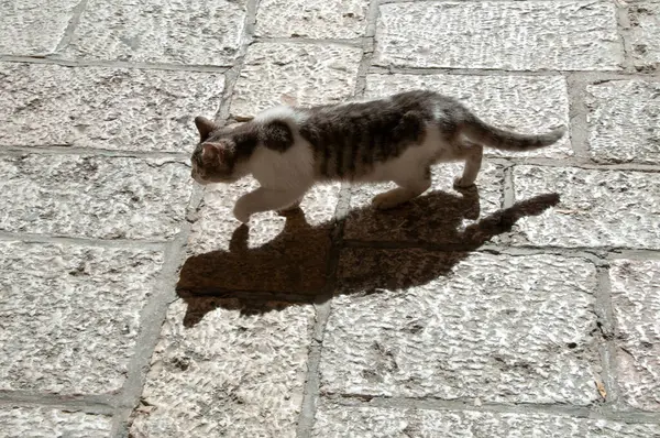 Yetişkin, vahşi, Kudüs sokak kedisi kaldırımda gün ışığında yürüyor.. 