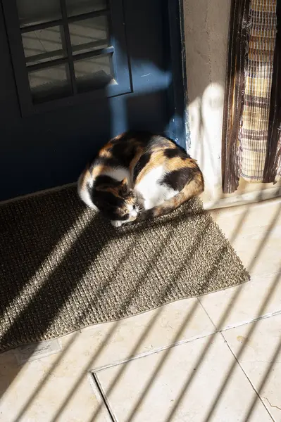 Yetişkin bir kedi kıvrılır ve güneşin altında Kudüs 'teki evinin ön kapısının yanında şekerleme yapar..
