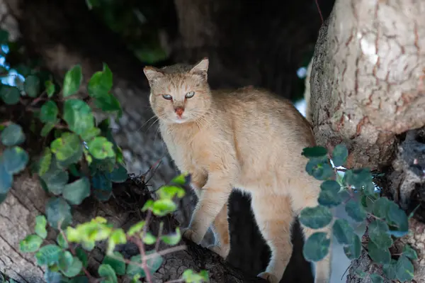 Turuncu ve beyaz, yabani kedi beyaz yeşil gözler ve kırmızı burun yüksek bir ağaç dalına sığınır.. 