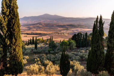 İtalya 'nın orta kesimindeki Toskana bölgesinin manzarasını karakterize eden zeytin ve selvi ağaçlarıyla kaplı klasik yuvarlanan tepelerin manzarası. 