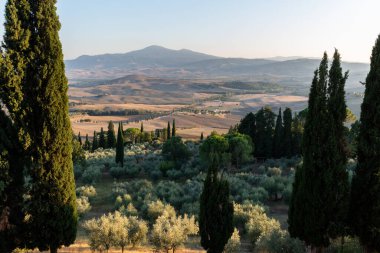 İtalya 'nın orta kesimindeki Toskana bölgesinin manzarasını karakterize eden zeytin ve selvi ağaçlarıyla kaplı klasik yuvarlanan tepelerin manzarası. 