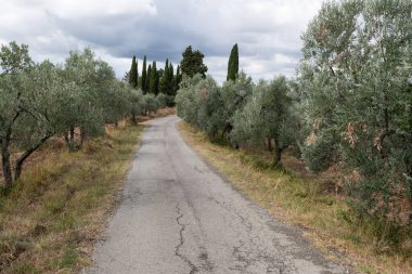 A road leads into the distance through the rolling hills dotted with olive and cypress trees that characterize the landscape of the Tuscany region of central Italy.  clipart