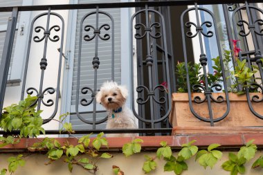 Küçük, beyaz bir köpek İtalya 'da bir balkondan aşağı sokaklara bakıyor..