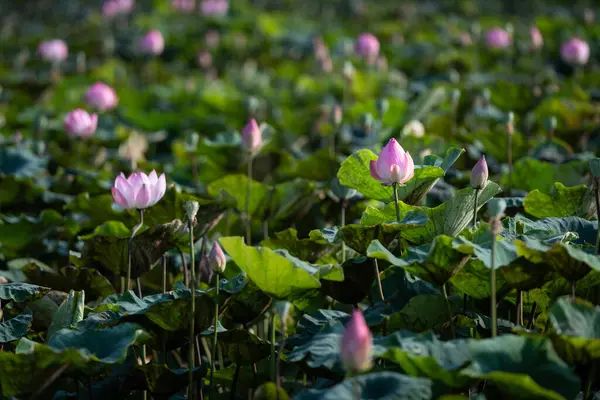 Hinduizm ve Budizm 'in müritleri için kutsal olan soluk, pembe nilüfer çiçekleri, Kuzey Viet Adında, güneşin sıçrattığı bir gölette gelişir..  