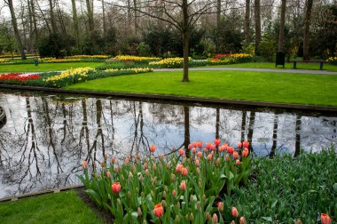 Hollanda, Lisse 'deki renkli ve peyzajsız lale ve çiçek bahçelerinin bir bölümü.. 