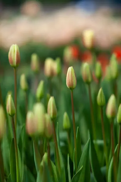 Hollanda, Lisse 'deki renkli ve peyzajsız lale ve çiçek bahçelerinin bir bölümü.. 