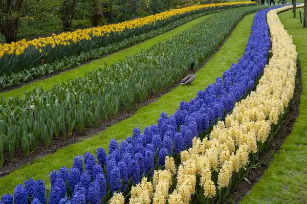 Hollanda, Lisse 'deki renkli ve peyzajsız lale ve çiçek bahçelerinin bir bölümü.. 