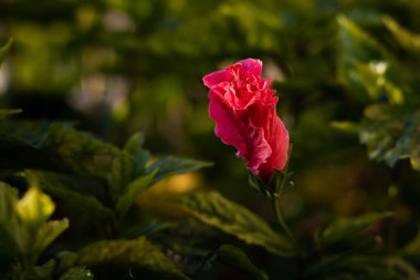 Single, isolated, pink, coiled Hibiscus blossom set against a green foliage background.  clipart