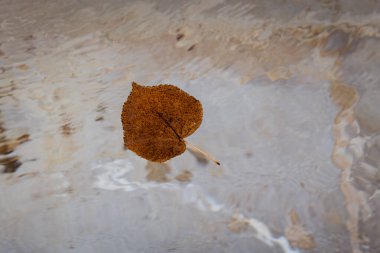 Tek, izole, kahverengi, dalgalanık bir su havuzunda yüzen bir yaprak.. 