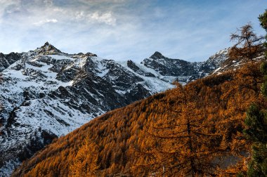 İsviçre 'nin Saas-Fee tatil beldesinde, İsviçre Alpleri' nin 4000 metrelik birden fazla tepesiyle çevrili küçük bir köy olan, sonbaharda portakal ağaçlarından oluşan ateşli bir orman yükseliyor.. 