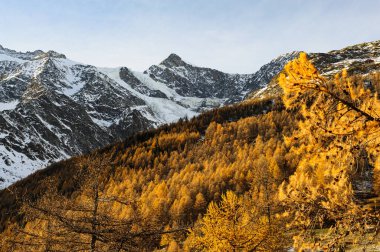 İsviçre 'nin Saas-Fee tatil beldesinde, İsviçre Alpleri' nin 4000 metrelik birden fazla tepesiyle çevrili küçük bir köy olan, sonbaharda portakal ağaçlarından oluşan ateşli bir orman yükseliyor.. 
