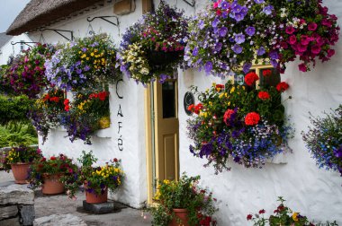 Batı İrlanda 'nın Aran Adaları' ndan biri olan Inishmore Adası 'ndaki beyaz boyalı bir kafenin duvarında renkli çiçek sepetleri asılı.. 