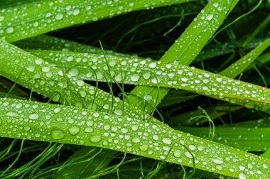 Large beads of morning dew collect on blades of green grass.  clipart