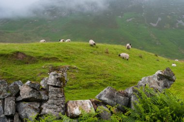 Kırsal, kırsal, dağ manzarası ve Batı İrlanda 'nın koyun otlağı, Galway İlçesi. 