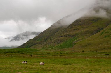 Rural, bucolic, mountain landscape and sheep pasture of western Ireland, County Galway.  clipart