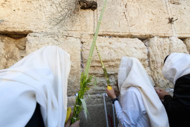 A man holds the four species lulav - etrog or citron fruit, willow and myrtle branches and a palm frond - used in the ritual observance of the Jewish holiday of Sukkot.	