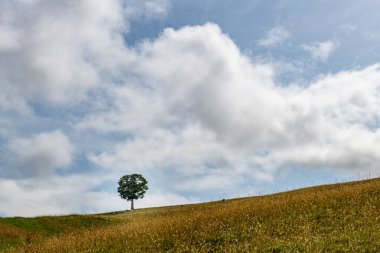 Mükemmel dairesel tacı olan tek bir ağaç İskoçya 'nın orta dağlık kesimindeki altın bir yamaçta yetişir.. 