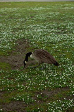 A close-up of a single duck eating grass, surrounded by lush greenery and delicate white wildflowers, creating a serene and natural scene. clipart