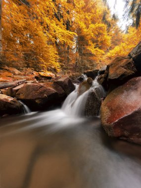 Sonbahar manzarası Ağaçlar ve yapraklar, sonbahar mevsimi