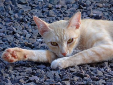 Turuncu kedi, gözleri açık çakıl taşlarının üzerinde dinleniyor.. 