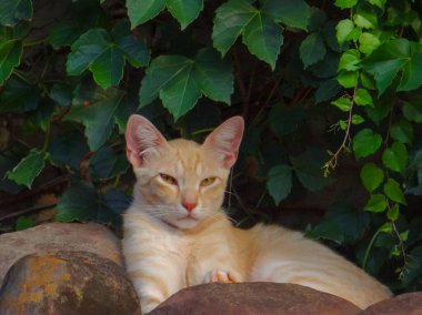 Turuncu kedi bahçede kayaların üzerinde dinleniyor ve arka planda parlak yeşil sarmaşıklı sahte bir duvar var..
