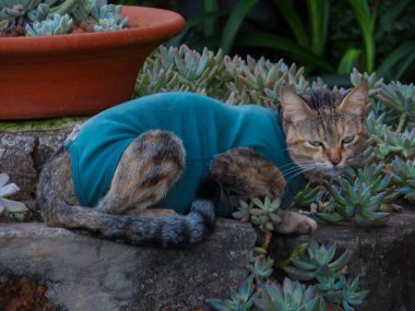 Mavi elbiseli çizgili kedi, sulu bir bahçede dinleniyor..