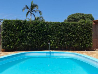 Arka planda Podocarpus (Podocarpus lambertii) çiti bulunan açık mavi havuz.