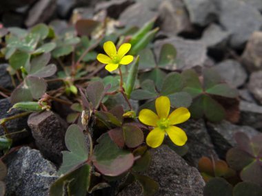 Oxalis 'in sarı çiçekleri (sürünen sarımsak yoncası) yakın planda, üç yapraklı yaprakların ve ince sapların detaylarını gösteriyor..