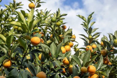 Kumquat meyvesi, Kinkan portakalı, (Fortunella margarita) Küçük narenciye meyveleri, turuncu ve sarı tonlarda canlı, yeşil yaprakların arasında, doğal ışık altında.