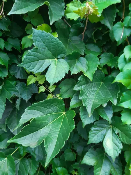 Yeşil yapraklı arka plan. Yeşil duvar arkaplanı.