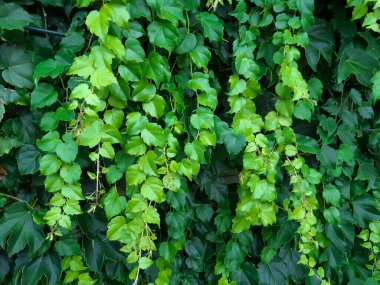 Yeşil yapraklı arka plan. Yeşil duvar arkaplanı.