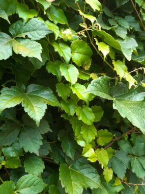 Yeşil yapraklı arka plan. Yeşil duvar arkaplanı.