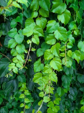 Yeşil yapraklı arka plan. Yeşil duvar arkaplanı.