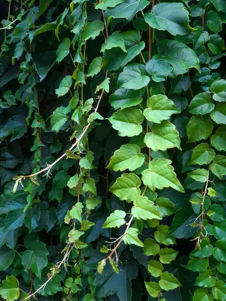 Yeşil yapraklı arka plan. Yeşil duvar arkaplanı.