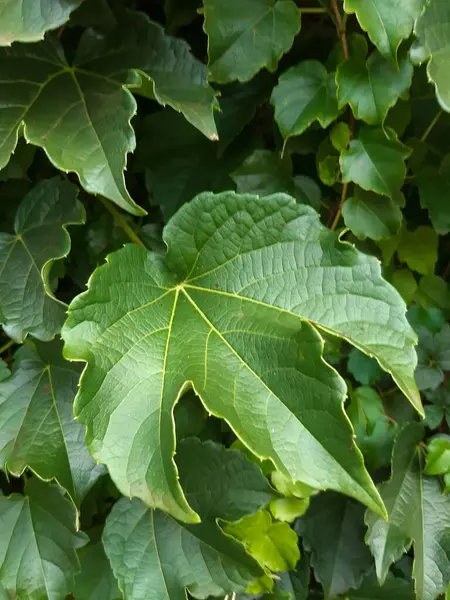 Yeşil yapraklı arka plan. Yeşil duvar arkaplanı.