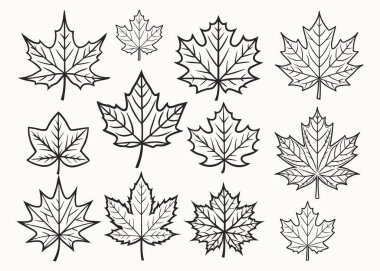 Akçaağaç seti beyaz arkaplanda izole edilmiş sanat çizgisi vektör çizelgesi çizimi bırakır.