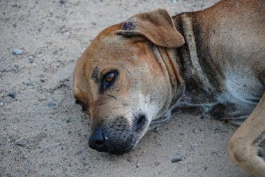 Parkta köpek portresi