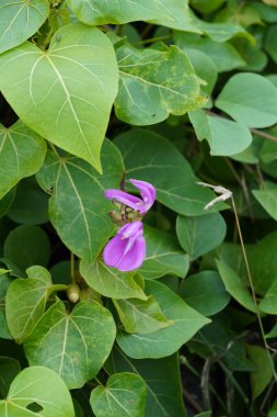 Arka planda yeşil yapraklar