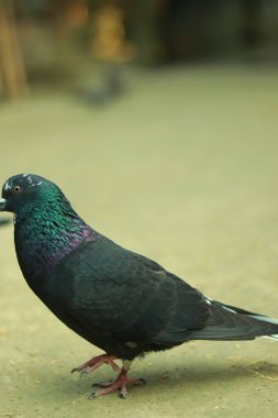 The Unique Traits of Homing Pigeon Breeds, Characteristics of the Domestic Homing Pigeon clipart