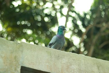 The Unique Traits of Homing Pigeon Breeds, Characteristics of the Domestic Homing Pigeon clipart