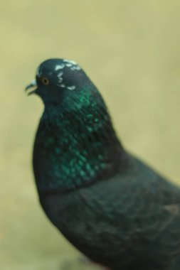 The Unique Traits of Homing Pigeon Breeds, Characteristics of the Domestic Homing Pigeon clipart