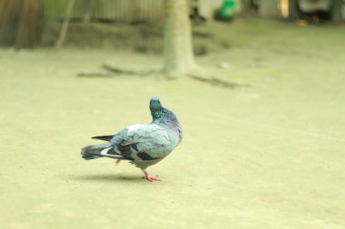 The Unique Traits of Homing Pigeon Breeds, Characteristics of the Domestic Homing Pigeon clipart