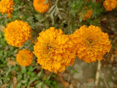 Turuncu Tagetes Erecta Marigold Geleneksel Çiçek Festivali Yazı